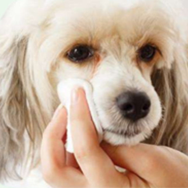 Augenpflege für Hunde – Sanfte Reinigung & Schutz