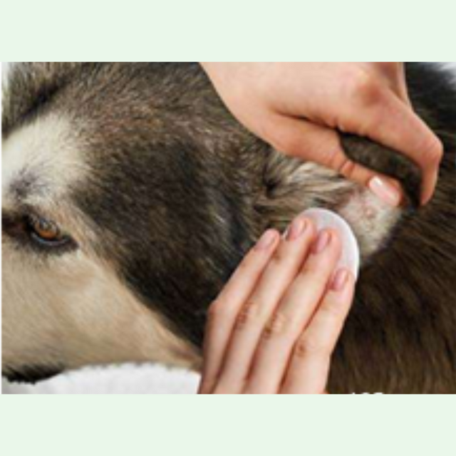 Ohrenpflege für Hunde