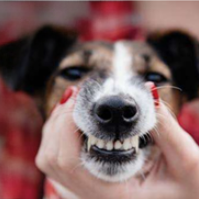 Zahnpflege für Hunde