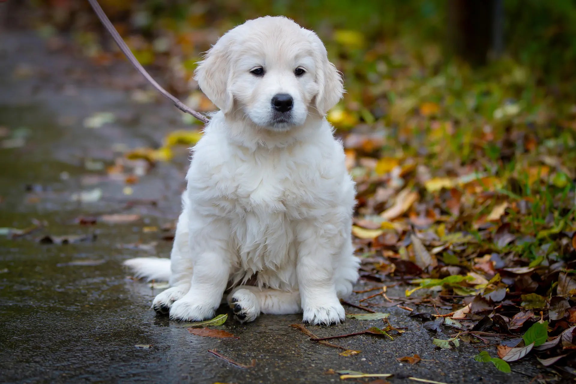 Stubenrein werden – 5 Tipps, wie dein Welpe es wirklich lernt