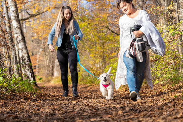 Hundeleinen für Spaziergänge, Training & Kontrolle