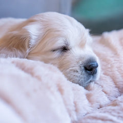 Collection image for: Hundematten & Matratzen