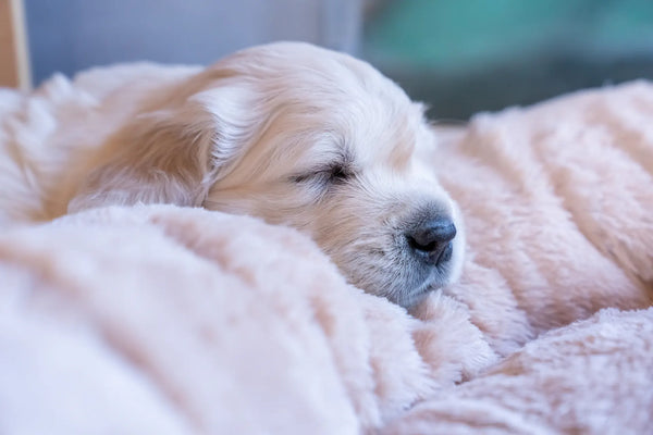 Hundematten & Matratzen