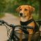 Fahrradzubehör für Hunde