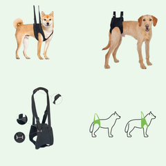 Collection image for: Gehhilfen für Hunde – mehr Mobilität & Sicherheit im Alltag