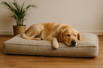Hundekissen