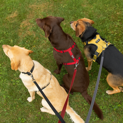 Collection image for: Hundezubehör