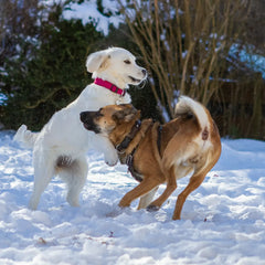 Collection image for: Hundespielzeug