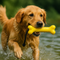 Wasserspielzeug für Hunde
