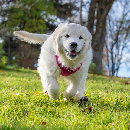 Mesh Vest weich gepolstertes Hundegeschirr