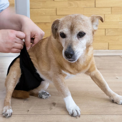 Waschbare Hündinnenwindel für Hunde – wiederverwendbar