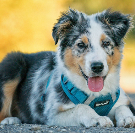 Mesh Vest weich gepolstertes Hundegeschirr