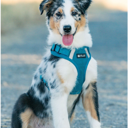 Mesh Vest weich gepolstertes Hundegeschirr