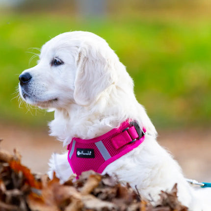 Mesh Vest weich gepolstertes Hundegeschirr