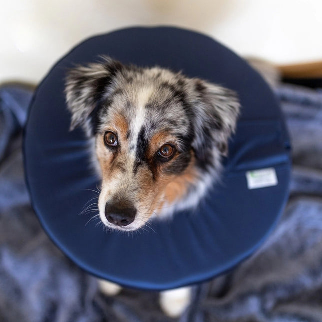 Leckschutzkragen für Hunde & Katze