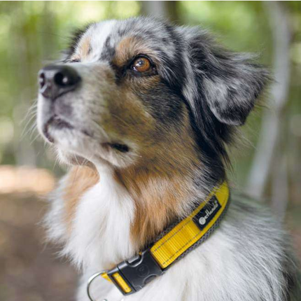 Outdoor Hundehalsband mit Mesh und Reflexstreifen