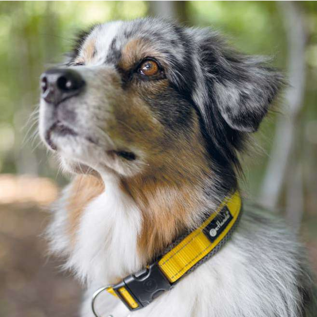 Outdoor Hundehalsband mit Mesh und Reflexstreifen