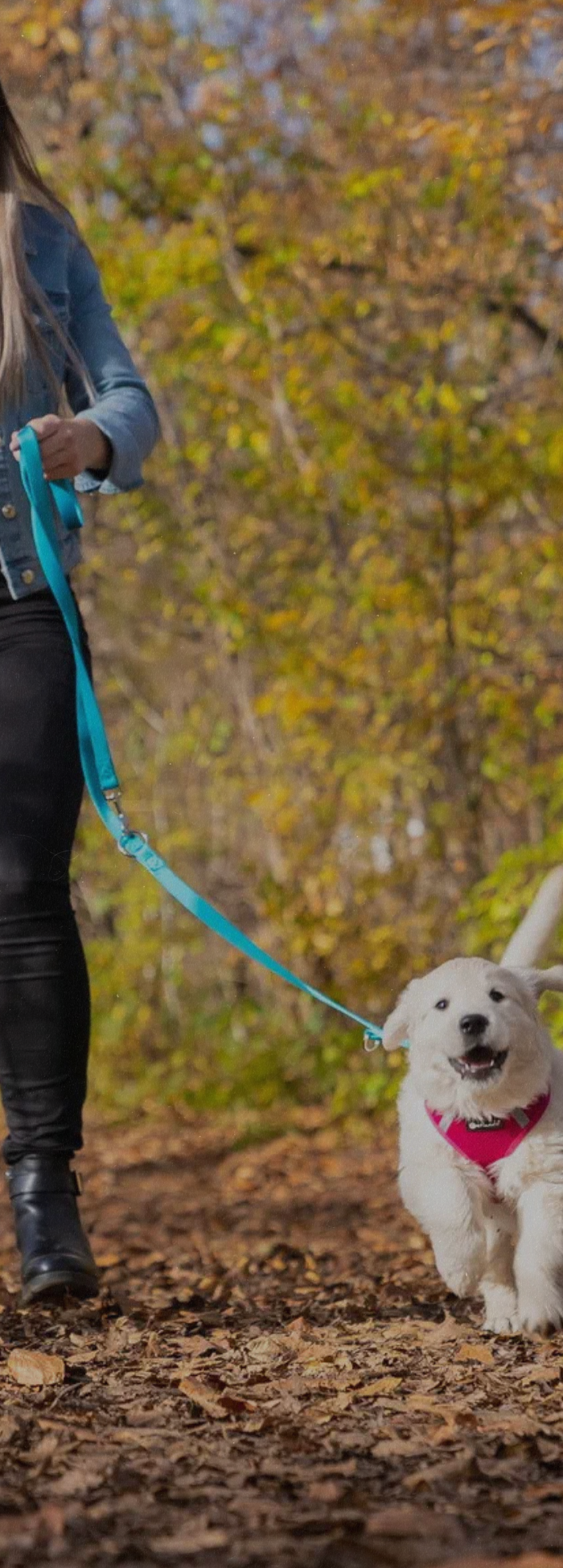 <h1>Spiel, Spass und Komfort für deinen Hund</h1>